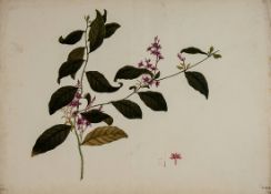 Chinese School (19th century) A group of six studies of Chinese flowers pencil, watercolour, and