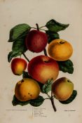 Ronalds (Hugh) Pyrus Malus Brentfordiensis: or, A Concise Description of Selected Apples, first
