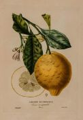 Risso (Joseph Antoine) Histoire Naturelle des Orangers first edition, half-title, 109 stipple-