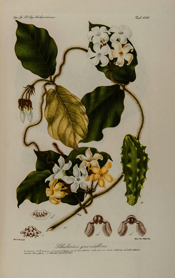 Descole (Horacio Raul) and others. Genera et Species Plantarum Argentinarum 4 vol. in 5 only (of 5