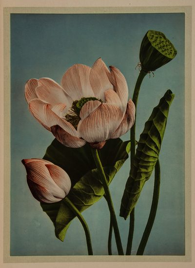 Ogawa Kazumasa. Some Japanese Flowers title and 37 colour collotype plates, captioned tissue guards,