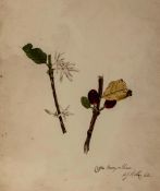 Robley (Augusta J.) A Selection of Madeira Flowers... first edition, 9 hand-coloured lithographs