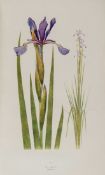 Dykes (William Rickatson) The Genus Iris first edition, 47 colour plates of irises by F.H.Round