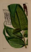 Hooker  (Sir William Jackson) A Century of Ferns..., first edition, 98 hand-coloured lithographed