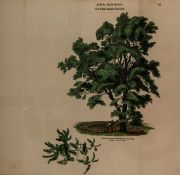 Loudon (John Claudius) Arboretum et Fruticetum Britannicum; or, the Trees and Shrubs of Britain, 8