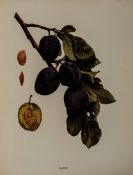 Hedrick (Ulysses Prentiss) The Plums of New York portrait and 91 colour plates, 1911; The Cherries