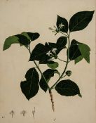 Company School (19th century) Two botanical studies showing part of an Al Tree, and an Iskandh Tree,