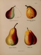 Lucas (Karl Friedrich Eduard) Abbildungen württembergischer Obstsorten: Eine Sammlung vorzüglicher