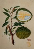 Company School (19th century) A branch of the Custard Apple Tree bearing fruits and flowers, with