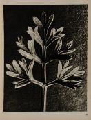 Blossfeldt (Karl) Wunder in der Natur: Bild-Dokumente Schöner Pflanzenformen, first edition,