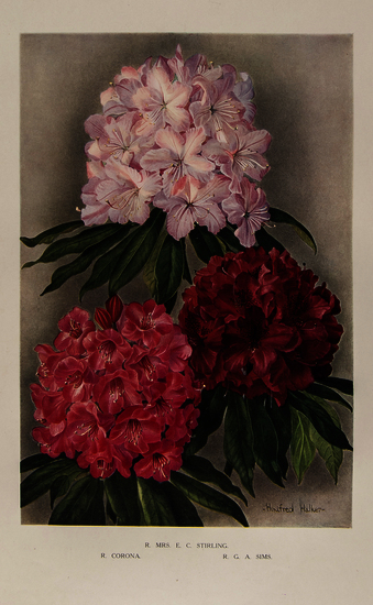 Millais (John Guille) Rhododendrons... 2 vol., first edition, number 267 and 362 respectively of 550