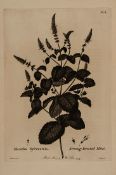 Sole (William) Menthae Britannicae: bein a New Botanical Arrangement of all the British Mints...,