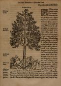 Belon du Mans (Pierre) De Arboribus coniferis, resiniferis, aliis... first edition, woodcut device