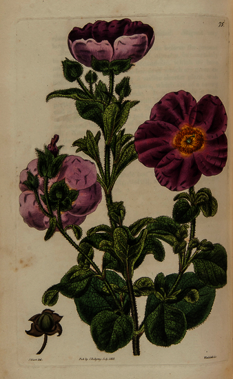 Sweet (Robert) Cistineae. The Natural Order of Cistus, or Rock-Rose... first edition, second