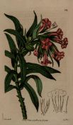 Edwards (Sydenham Teast) The Botanical Register: consisting of Coloured Figures of Exotic Plants,