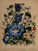 Loudon (Jane Wells) The Ladies` Flower-Garden or Ornamental Annuals first edition, 48 hand-