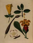 Titford (William Jowit) Sketches towards a Hortus Botanicus Americanus... first edition, hand-