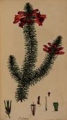 Andrews (Henry C.) The Heathery; or a Monograph of the Genus Erica vol.1-4 only (of 6), first