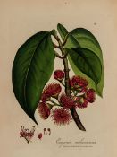 Smith  (Sir James Edward) Exotic Botany: consisting of Coloured Figures, and Scientific Description,