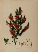 Bauer (Franz Andreas) Delineations of Exotick Plants cultivated in the Royal Garden at Kew Parts 1 &