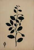 Circle of Johen Rint. A group of four studies of Indian plants pencil, watercolour, gouache, and