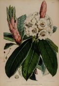 Hooker (Joseph Dalton) The Rhododendrons of Sikkim-Himalaya... edited by Sir W.J.Hooker, 3 parts
