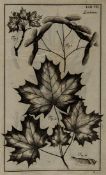 [Cramer (Johann Andreas)] [Anleitung zum Forst-wesen...] plates only, 66 folding plates of foliage