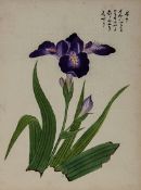 Japanese School.- A collection of 50 watercolours of flowers and plants each inscribed in