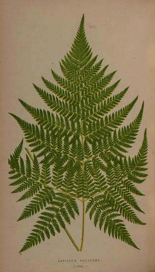 Lowe (Edward Joseph) Fern: British and Exotic 8 vol., first edition, 479 wood-engraved plates