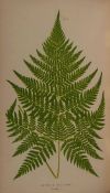 Lowe (Edward Joseph) Fern: British and Exotic 8 vol., first edition, 479 wood-engraved plates