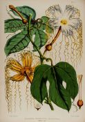 Hooker (Joseph Dalton) Illustrations of Himalayan Plants chiefly selected from drawings made for the
