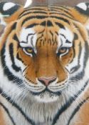 Colourprint 
After Jeremy Paul 
"Intense", portrait of a tiger, signed