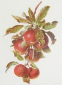 Pair botanical colourprints
Apples and Strawberries, 36 x 26 cm together with another 
Pair