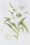Pair colourprints 
Lilies - Lilium Longifiorum and Lililum Japonicum, initialled "WHF", 52 x 36 cm