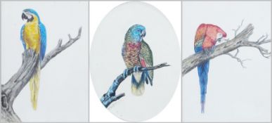 Set of three watercolour miniatures
G. Aalknes (?)
Three studies of parrots on branches, variously