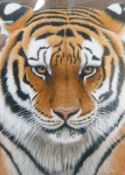 Colour print
After Jeremy Paul (Three times winner of BBC wildlife artist of the year)
"Intense",