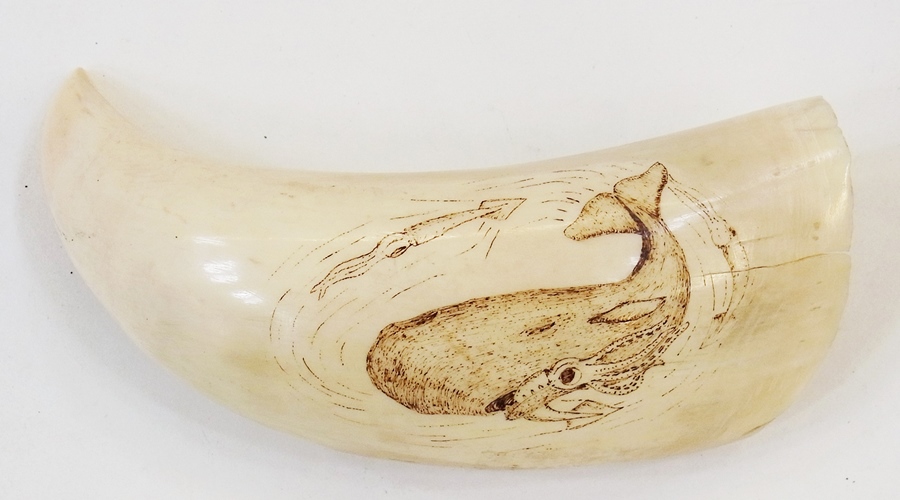 Scrimshaw decorated with whale and giant squid