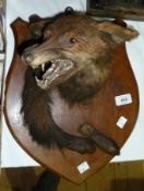 Two mounted foxes heads on wooden plaques (2)