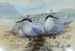 Watercolour drawing 
Robert Davison
Pair black headed gulls on beach, 36 x 54 cm, framed and glazed,