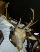 A mounted stags head (af)