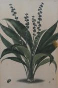 Five various framed coloured plates, botanical prints