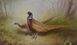 Watercolour
Pair of Pheasants, by D. Birbeck (Worcester painter), 29 x 46cm