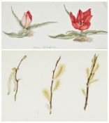 Watercolour
Nineteenth century English school 
Large folio of botanical studies, including tulip,