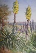 Watercolour
Gwen Dorrien-Smith
"Puya Chinensis, View from Tresco Garden to St Mary's", signed and