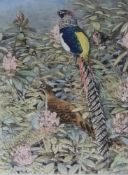 Limited edition coloured etching
Peter Parkinton 
A pair of Lady Amherst pheasants, No 44/200,