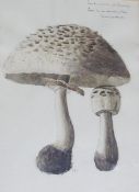 Watercolour 
M.P. (?) (1929) 
Study of a Mushroom, initialled, 24 x 18 cm