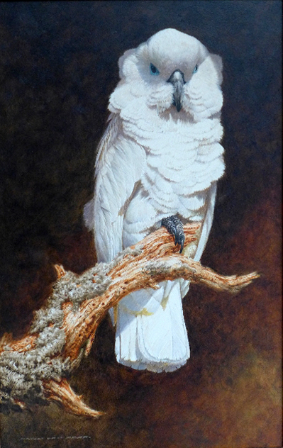 An oil on board of a white exotic bird perched on branch signed David Ord Kerr  60x42cm
