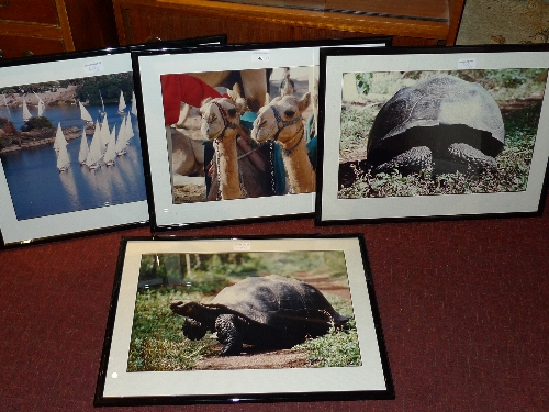 A collection of six photographs in black frames including two of tortoises a sailing scene and