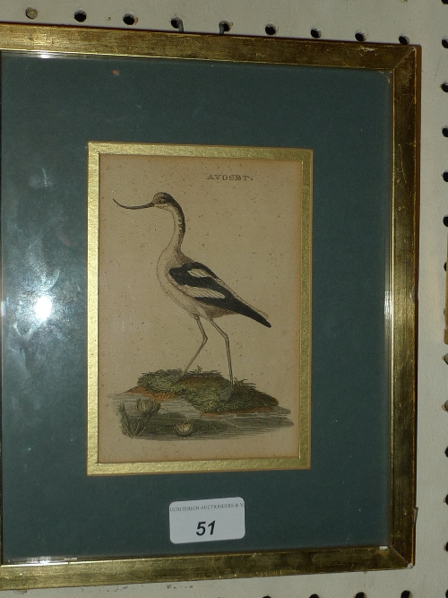 An antique print C1750 of a bird `Avocet`