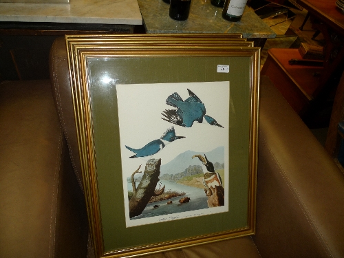 A set of four prints of birds feeding young, framed and glazed